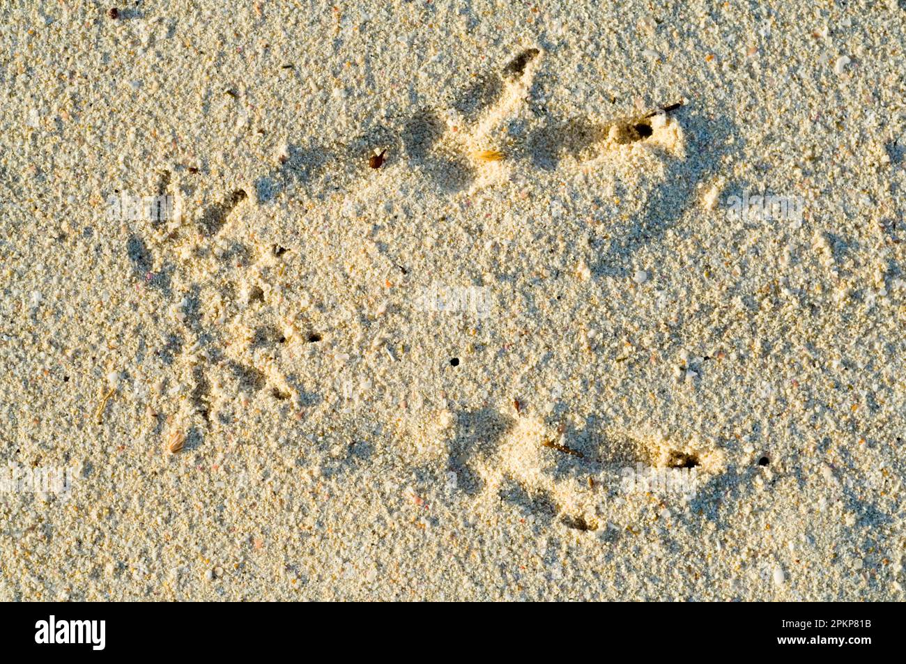 Quokka, shorttailed kangaroo, shorttailed kangaroo, quokkas (Setonix