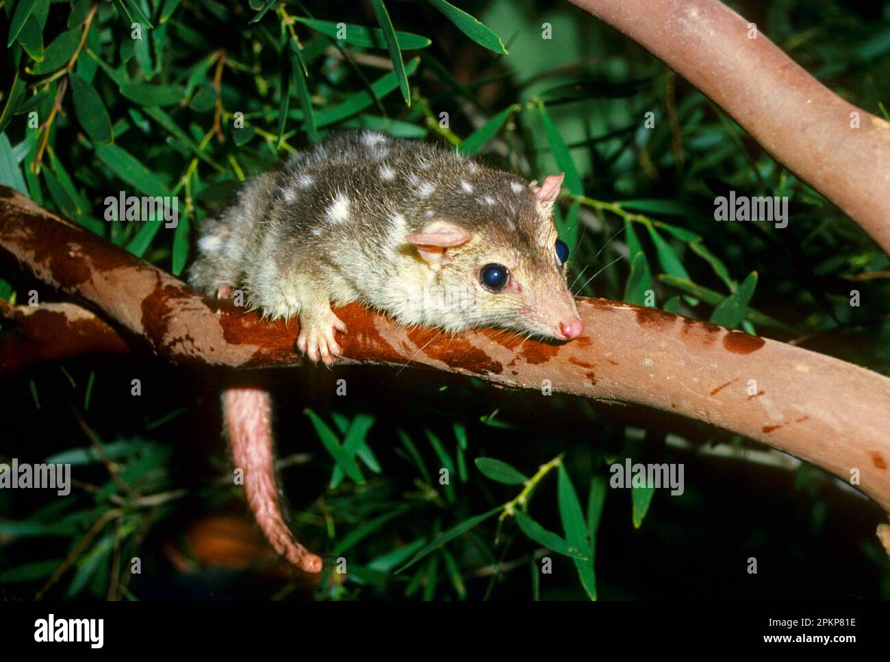 Spotted marsupial, Eastern pouch marten, eastern quoll (Dasyurus viverrinus), marsupials, animals, Eastern Quoll close-up on branch Stock Photo