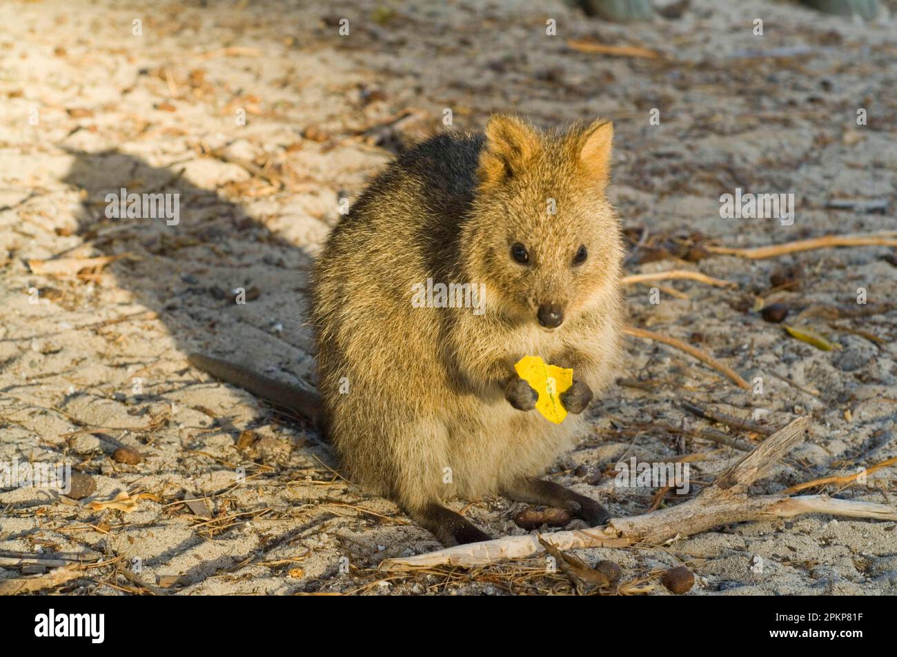 Quokka, shorttailed kangaroo, shorttailed kangaroo, quokkas (Setonix