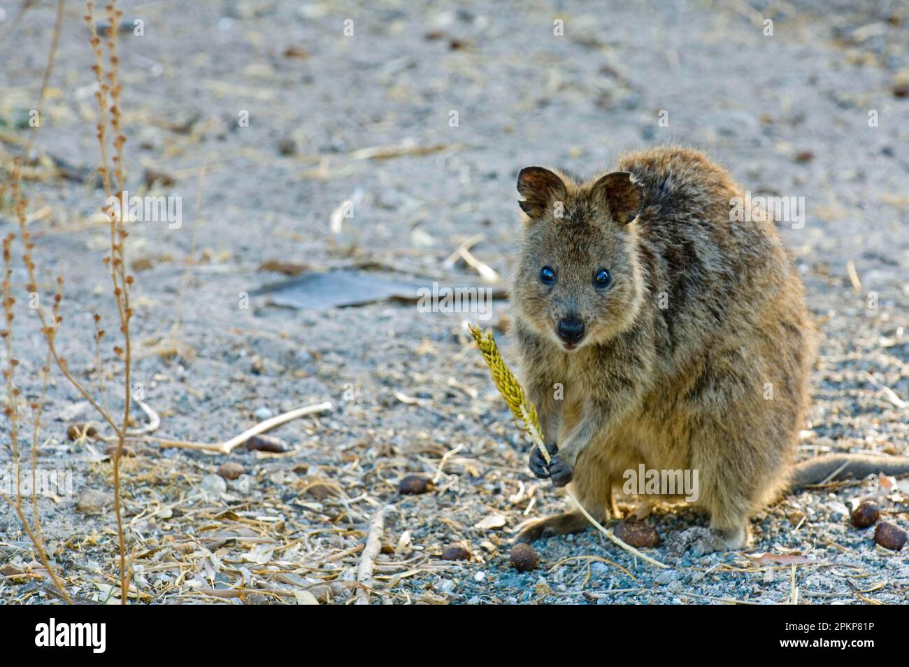Quokka, shorttailed kangaroo, shorttailed kangaroo, quokkas (Setonix