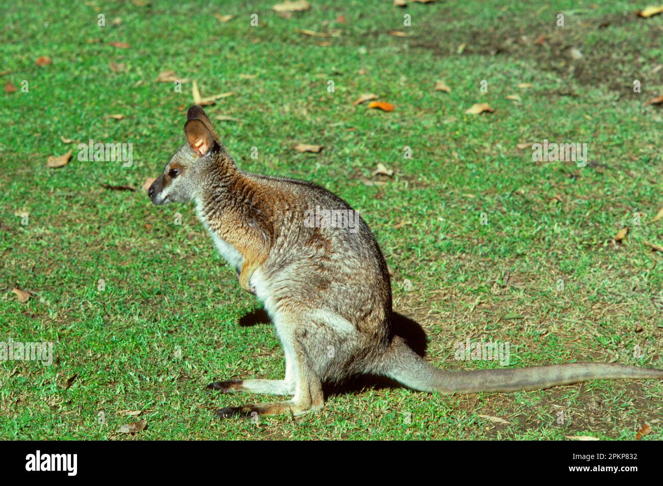 Blackstriped wallaby (Macropus dorsalis), Backstriped wallabies