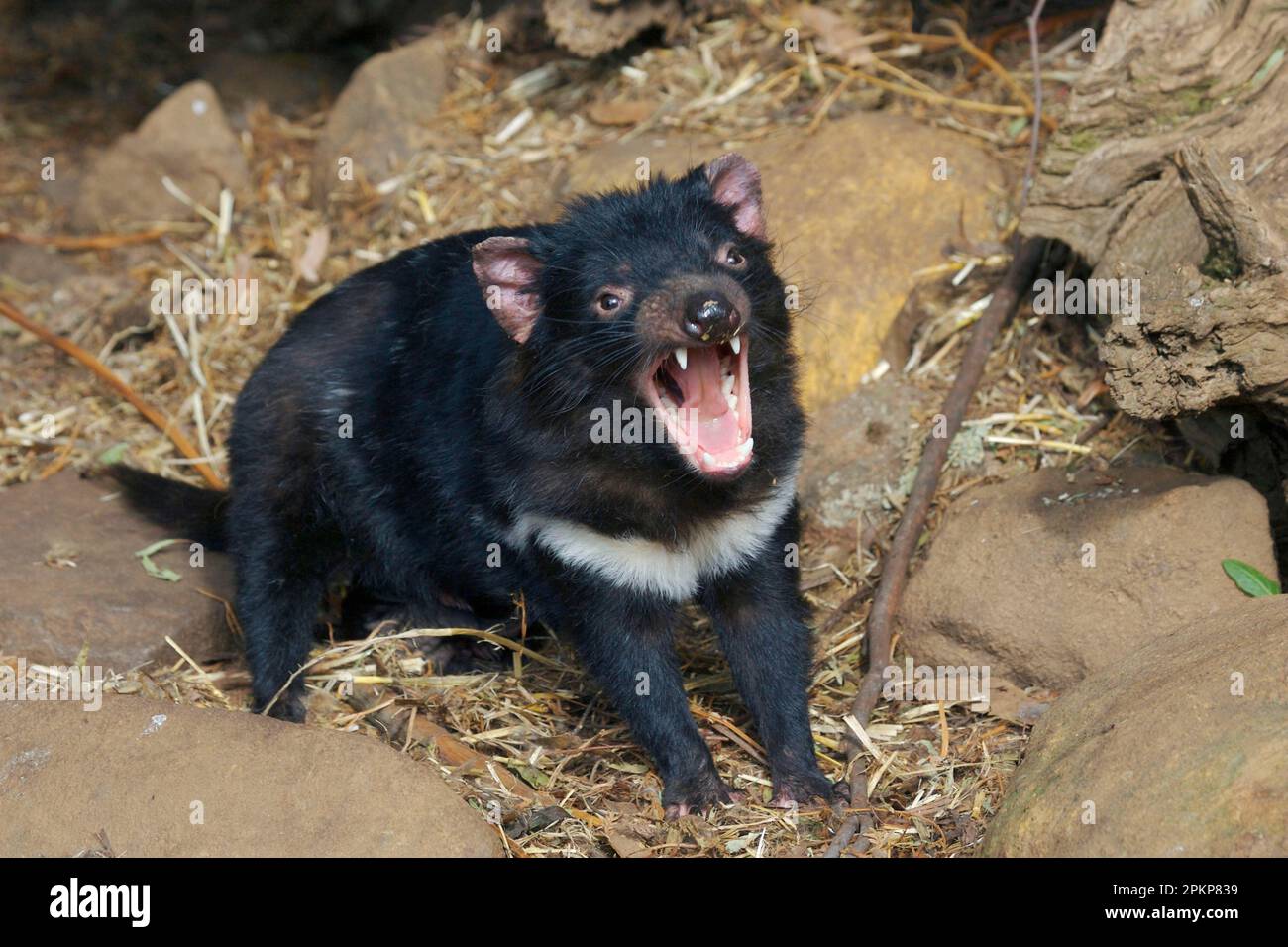 Tasmanian devil, Tasmanian devils (Sarcophilus harrisii), marsupials, animals, Tasmanian devil adult female, yawning, with newborn young, Tasmania, Au Stock Photo