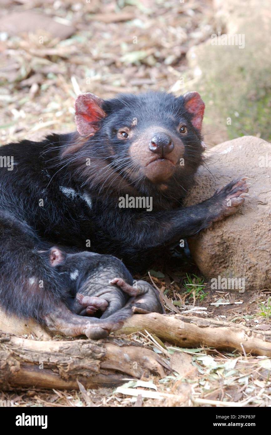 Tasmanian devil, Tasmanian devils (Sarcophilus harrisii), marsupials, animals, Tasmanian devil adult female, with newborn young, Tasmania, Australia, Stock Photo