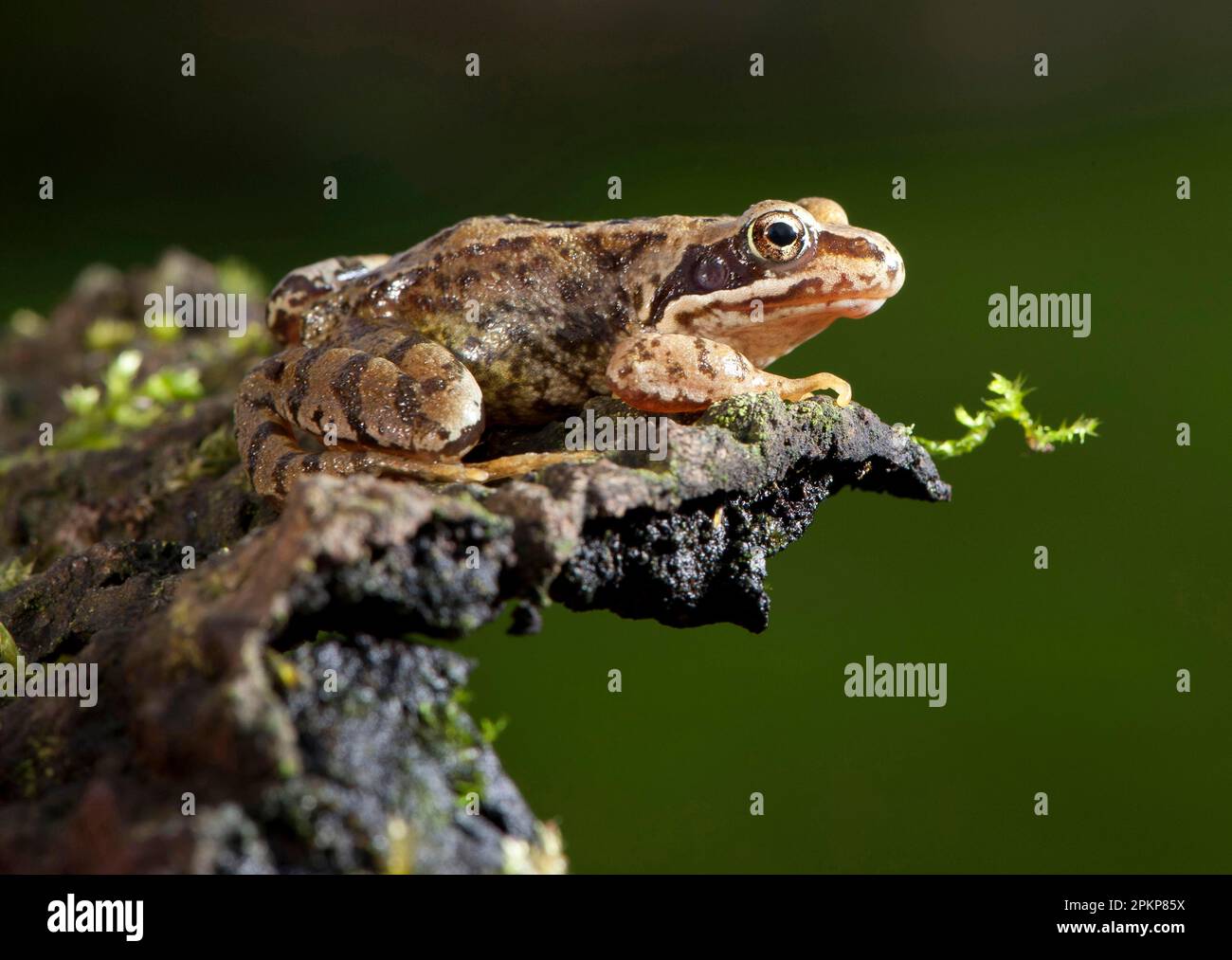 Common Frog (Rana temporaria) adult, sitting on bark, Whitewell ...