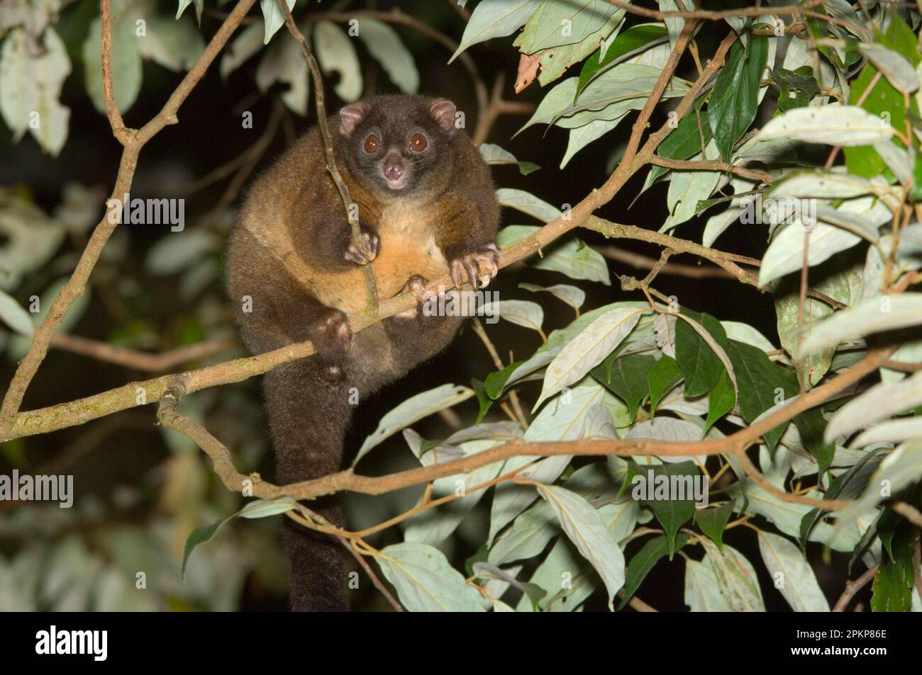 Lemur-like ringtail possum (Hemibelideus lemuroides) adult, in tree at