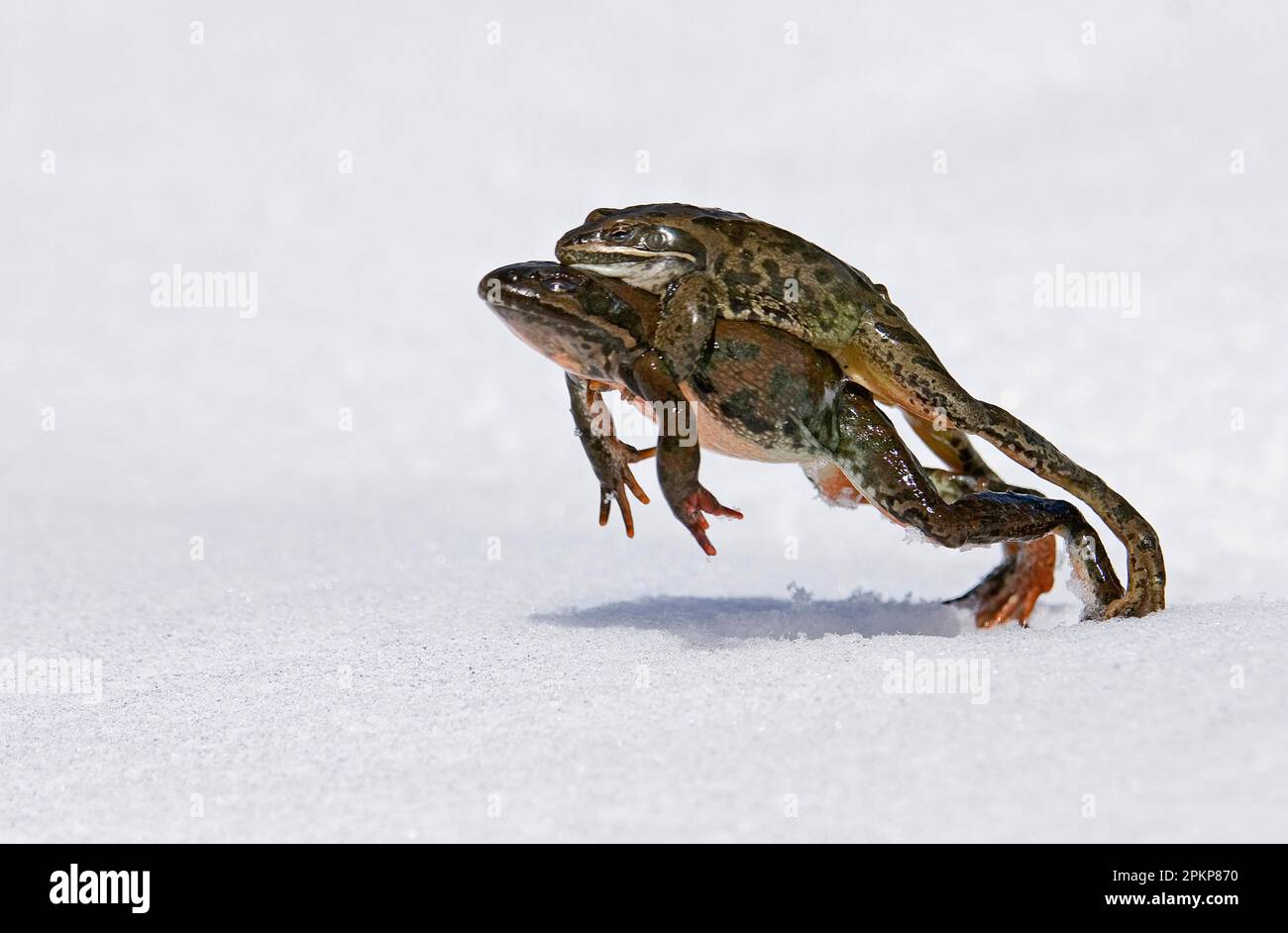 Georgian Marsh Frog (Rana camerani) adult pair, in amplexus, leaping on snow to reach pond, Great Caucasus, Caucasus Mountains, Georgia, Asia Stock Photo