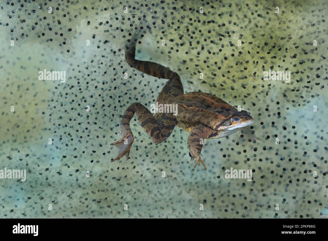 Common common frog (Rana temporaria) adult swimming underwater surrounded by frogspawn in garden pond, Bentley, Suffolk, England, United Kingdom, Euro Stock Photo