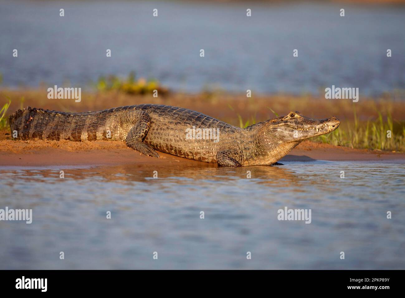 Spectacled Caiman, Crocodile Caiman, yacare caimans Crocodile Caiman