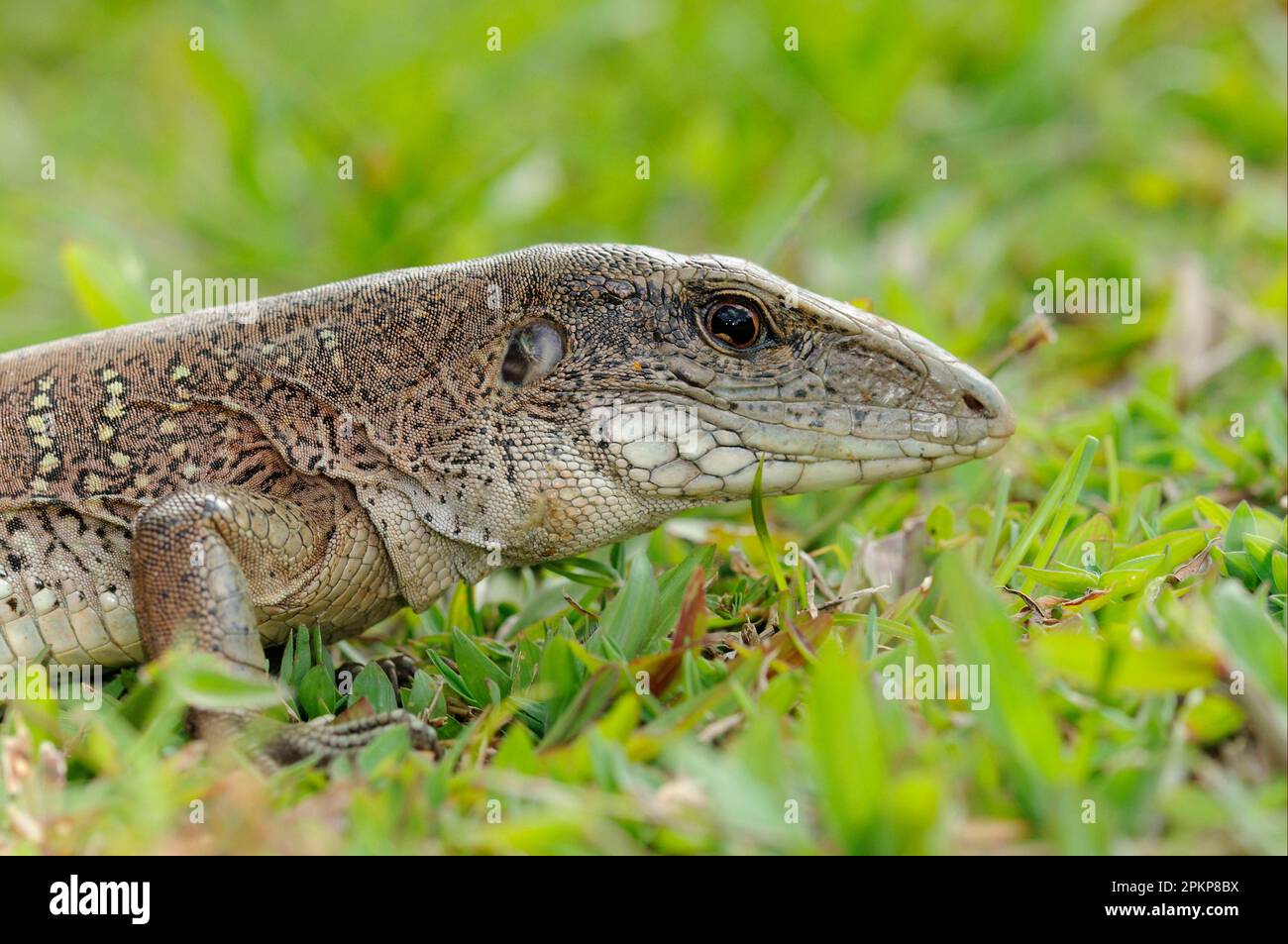 Giant ameiva (Ameiva ameiva), Green Ameive, Green Ameiven, Teju, Tejus