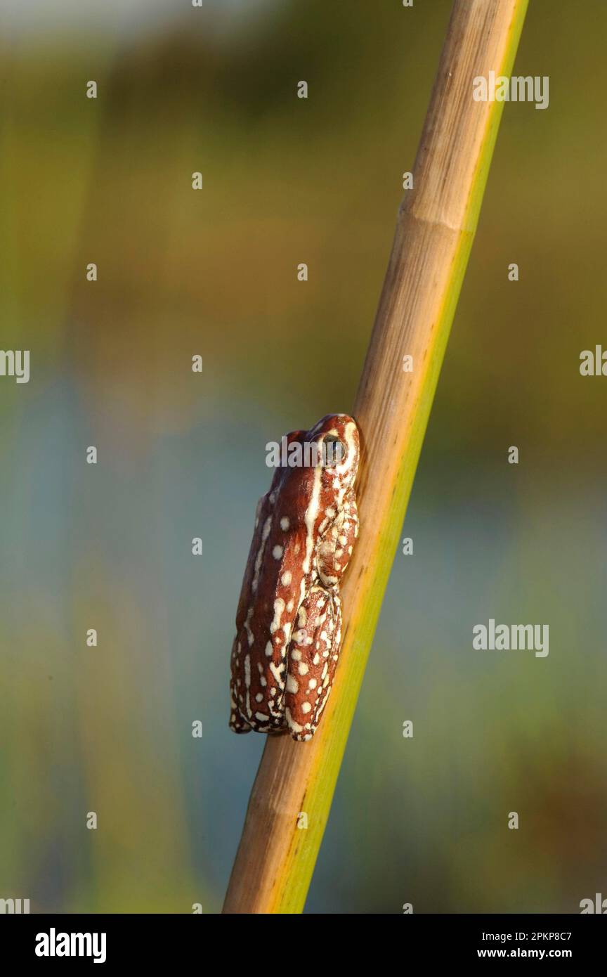 Marbled Reed Frog (Hyperolius marmoratus), marbled reed frog, Amphibians, Other animals, Frogs, Animals, Painted Reed Frog adult male, resting on stem Stock Photo