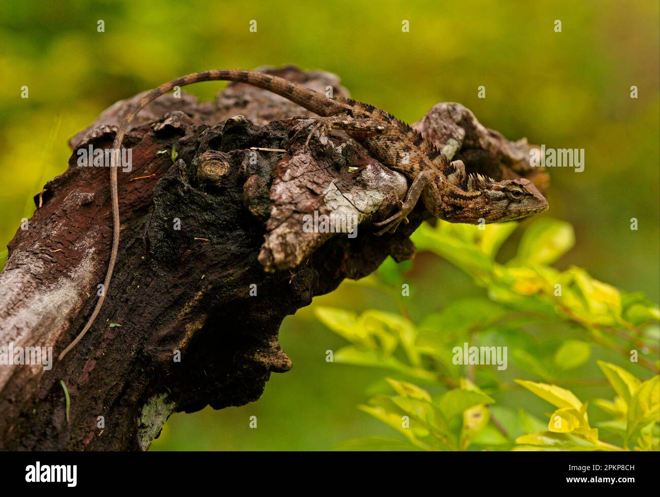 Bloodsucker (agama), oriental garden lizards (Calotes versicolor ...