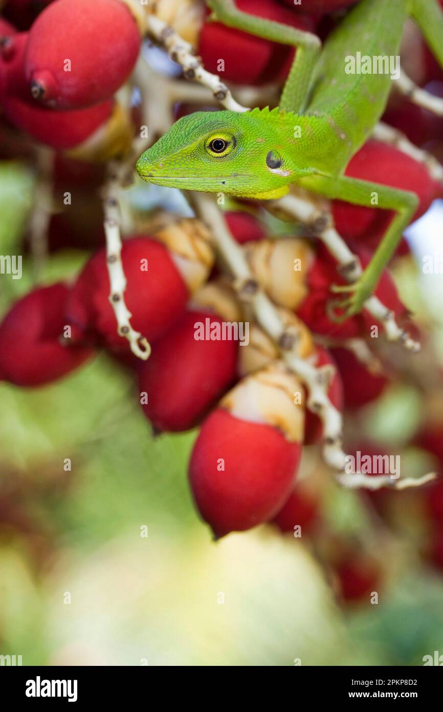 Green crested lizard (Bronchocela cristatella), Agamas, Other animals