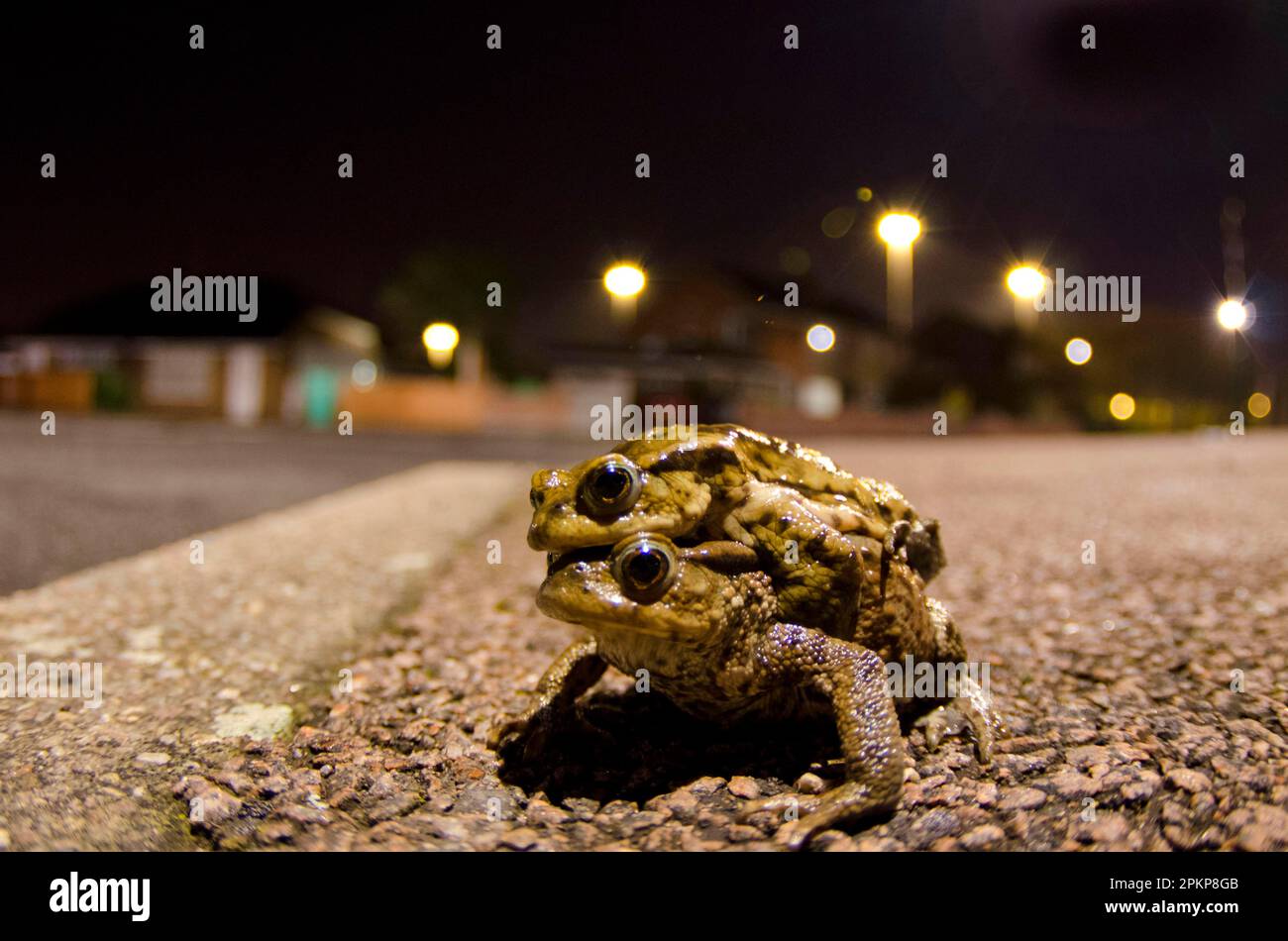 Common toad, common toads (Bufo bufo), Amphibians, Other animals, Frogs, Toad, Toads, Animals, Common Toad adult pair, in amplexus, crossing city road Stock Photo