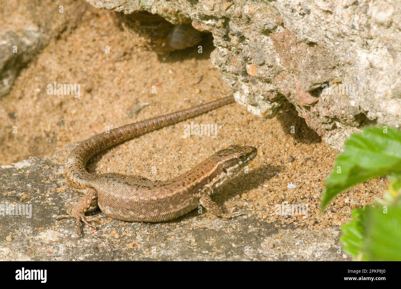 Common wall lizard (Podarcis muralis) introduced species, adult female