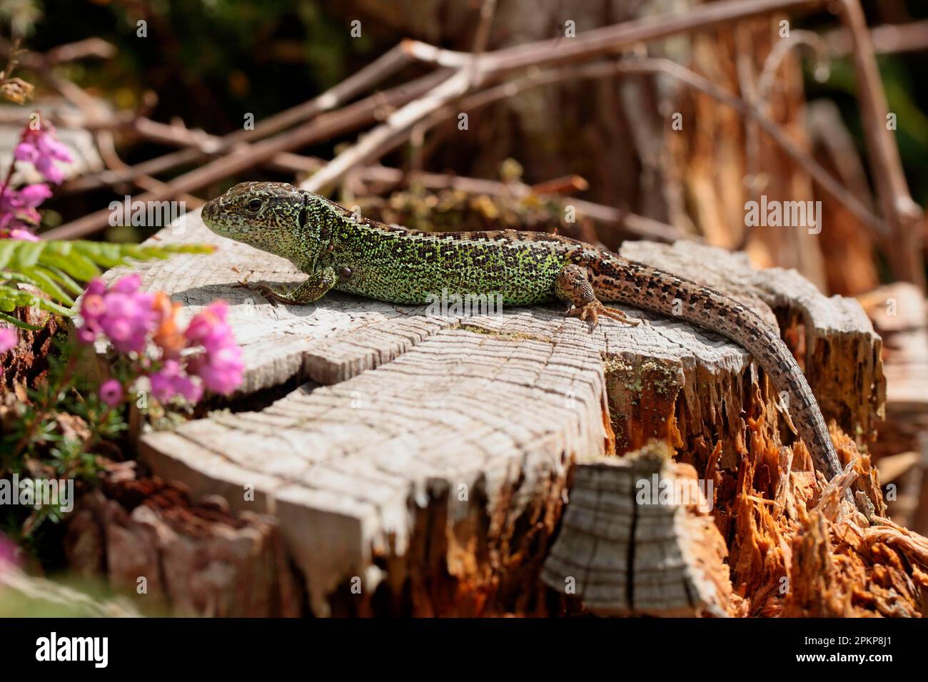 Sand lizards (Lacerta agilis), Other animals, Reptiles, Animals