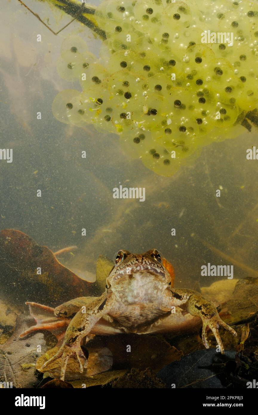Italian agile frogs (Rana latastei), Amphibians, Other animals, Frogs, Animals, Italian Agile Frog adult, with eggs underwater, Italy, Europe Stock Photo