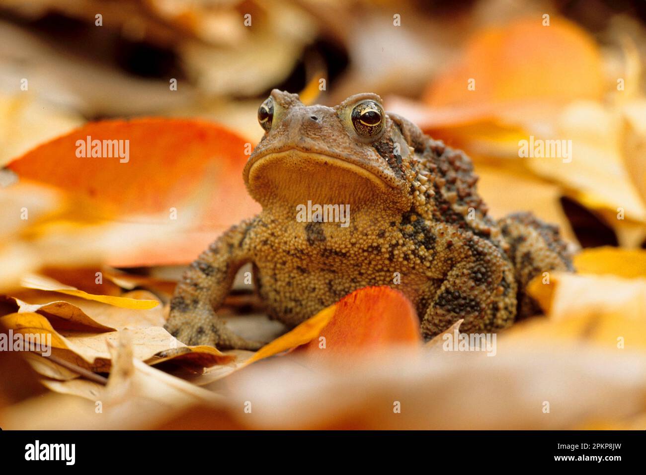 American fallen hi-res stock photography and images - Alamy