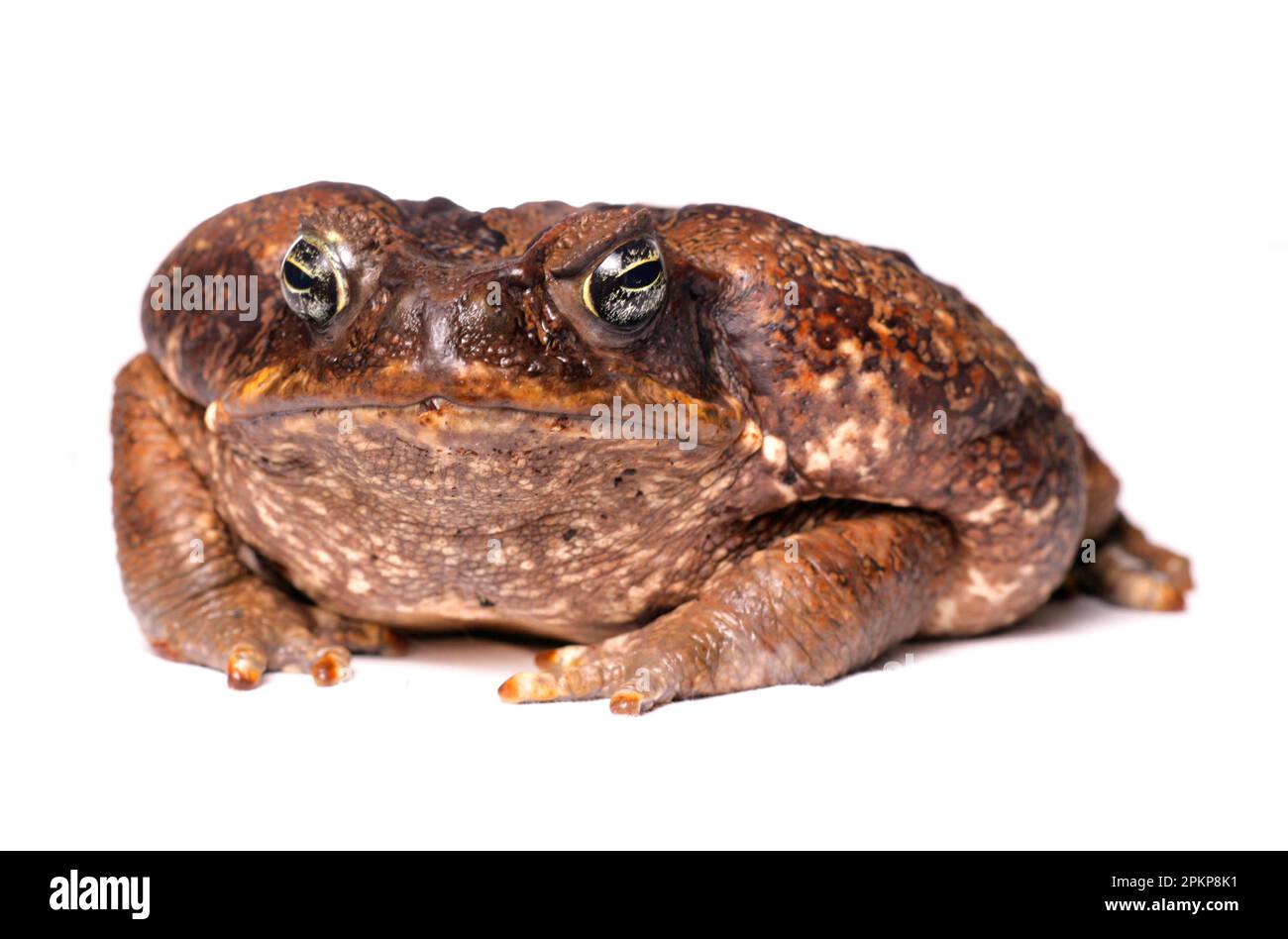Cane toad (Rhinella marinus) adult Stock Photo - Alamy