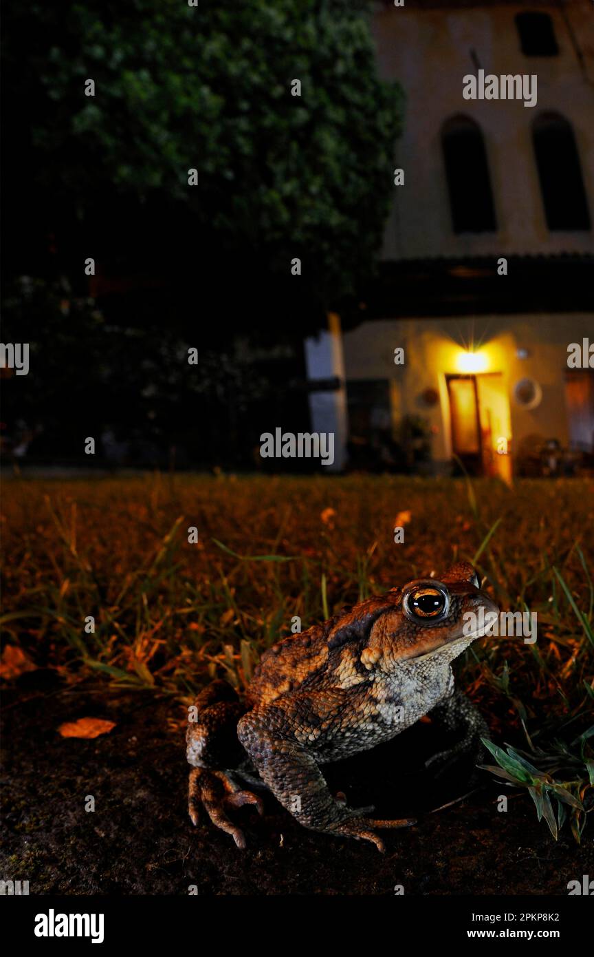 Common toad, common toads (Bufo bufo), Amphibians, Other animals, Frogs