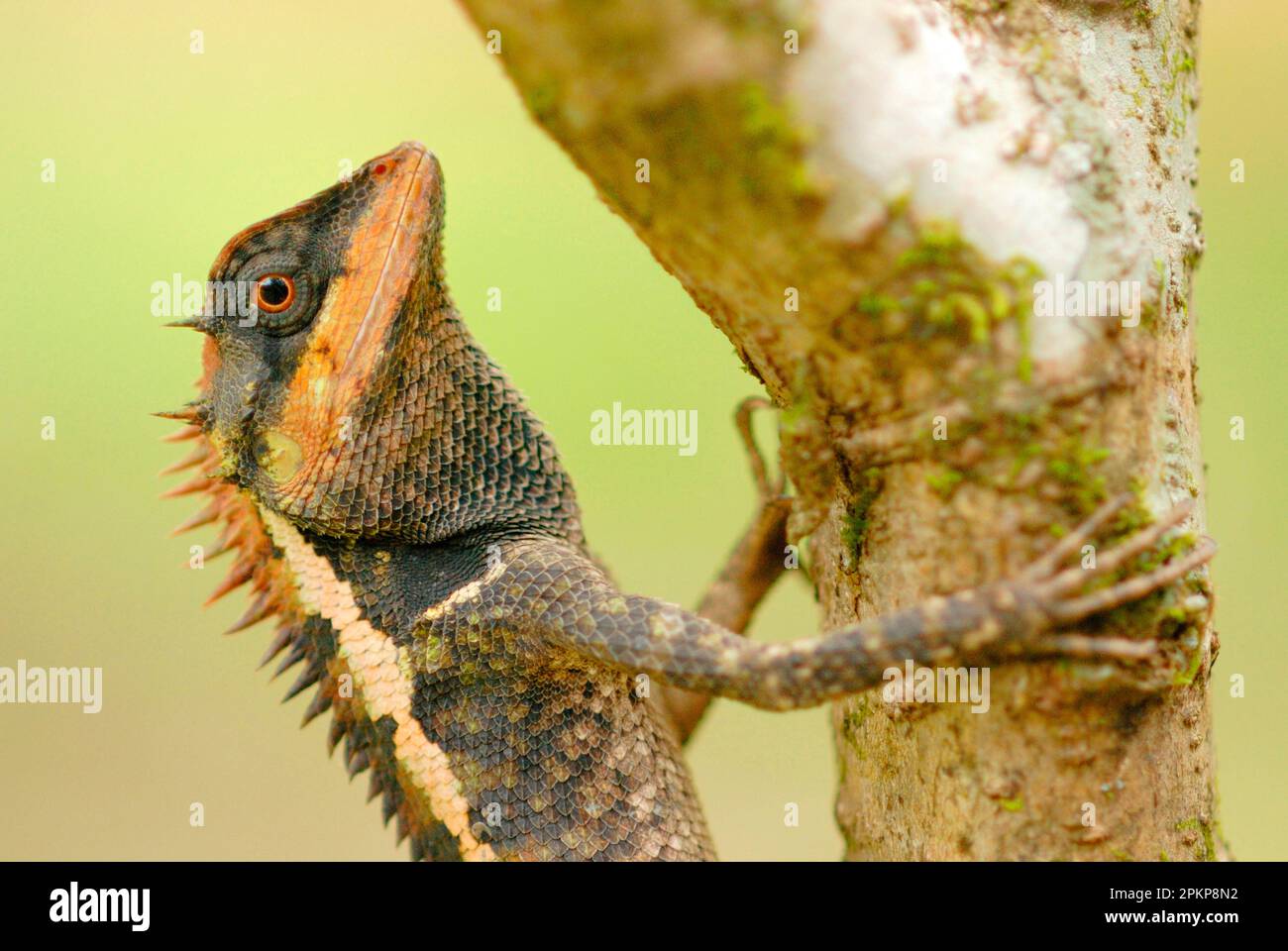 Forest Crested Agama (Calotes emma) adult, clinging to branch in rainforest, Khao Sok N. P. Southern Thailand Stock Photo