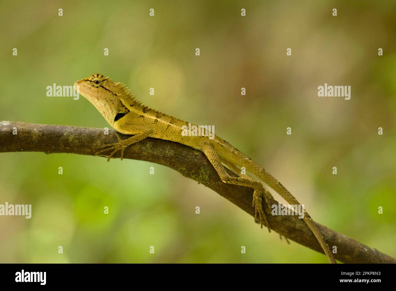 Beautiful Lizard, Beautiful Lizards, Beautiful Lizards, Agamas, Other Animals, Reptiles, Animals, Forest Crested Agama (Calotes emma emma) adult, rest Stock Photo