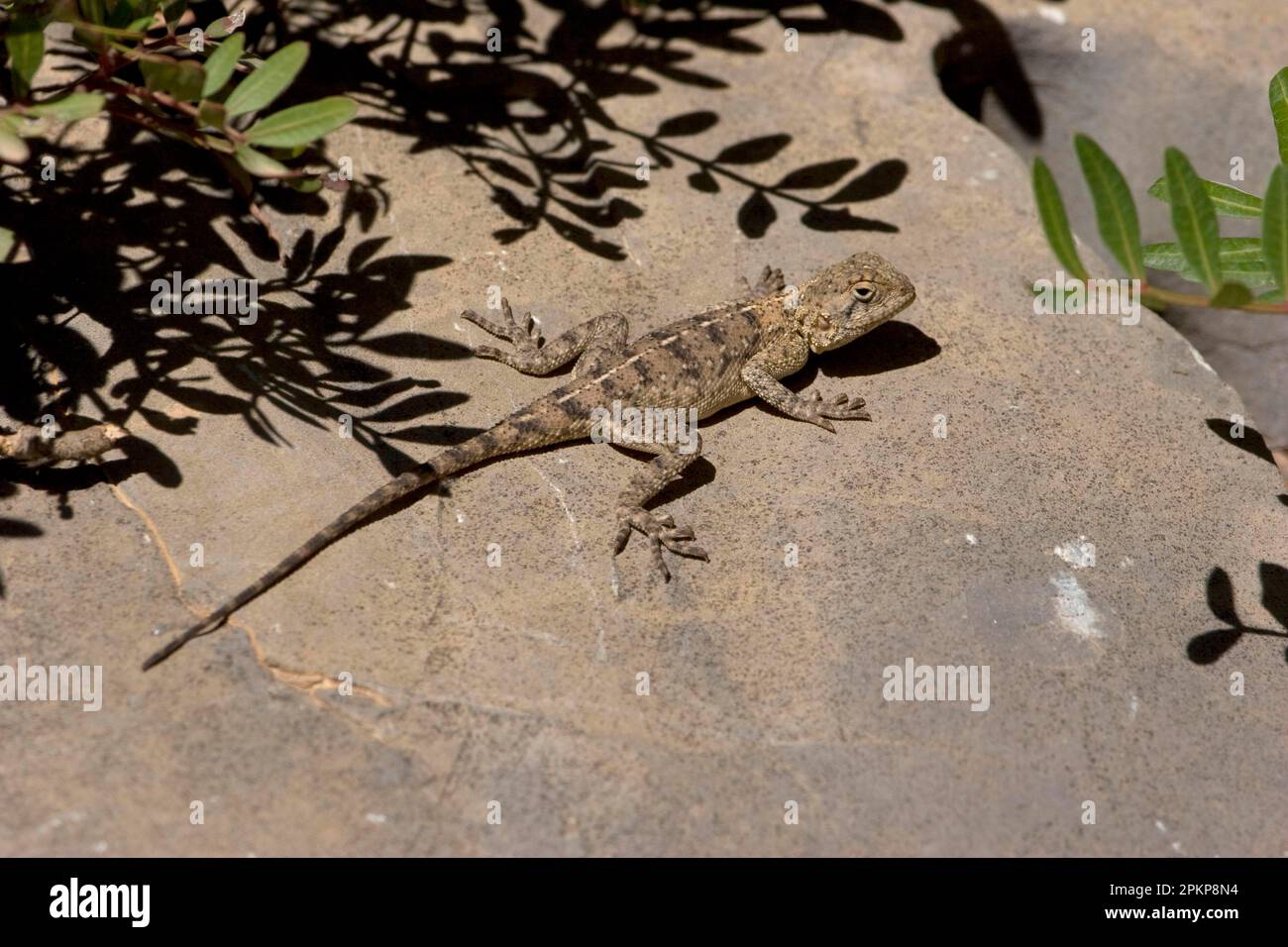 Desert (agama), Desert agamas, Agamas, Other animals, Reptiles, Animals, Desert agama (Trapelus mutabilis) adult, basking on rock, Morocco, Africa Stock Photo