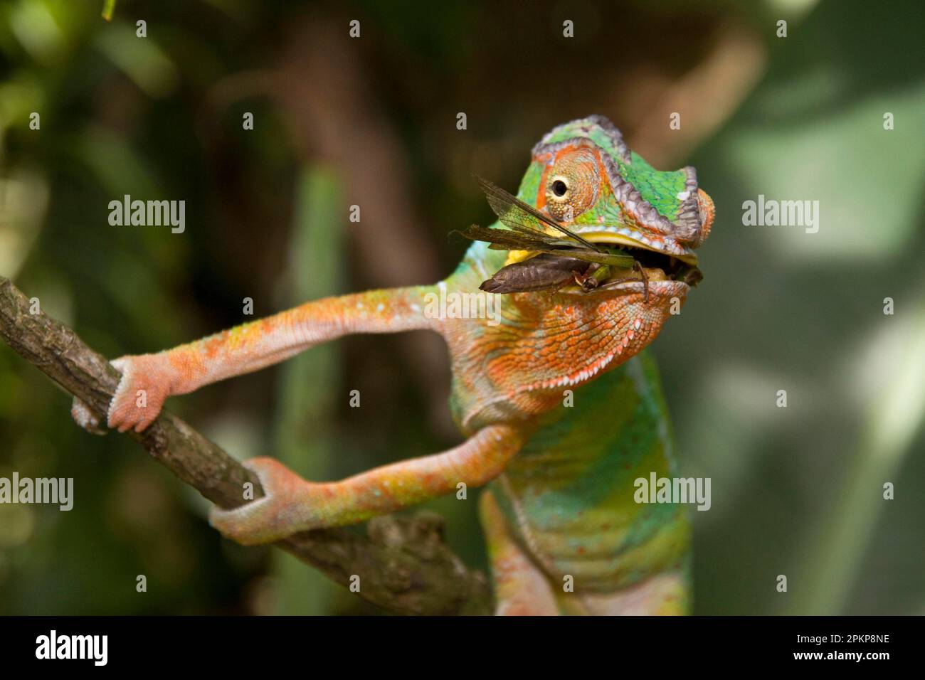 Panther chameleon eating cricket madagascar hires stock photography
