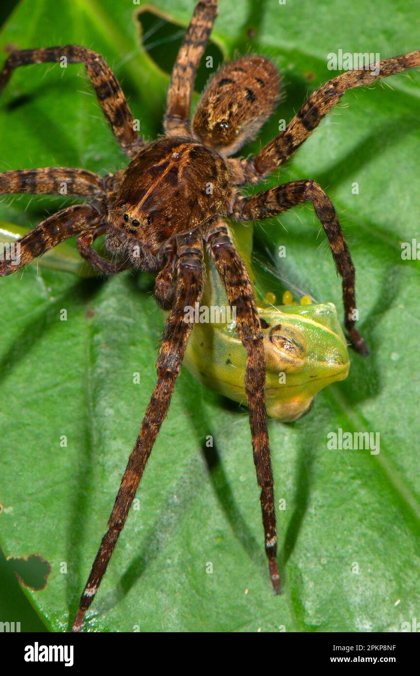 Ctenidaes hi-res stock photography and images - Alamy