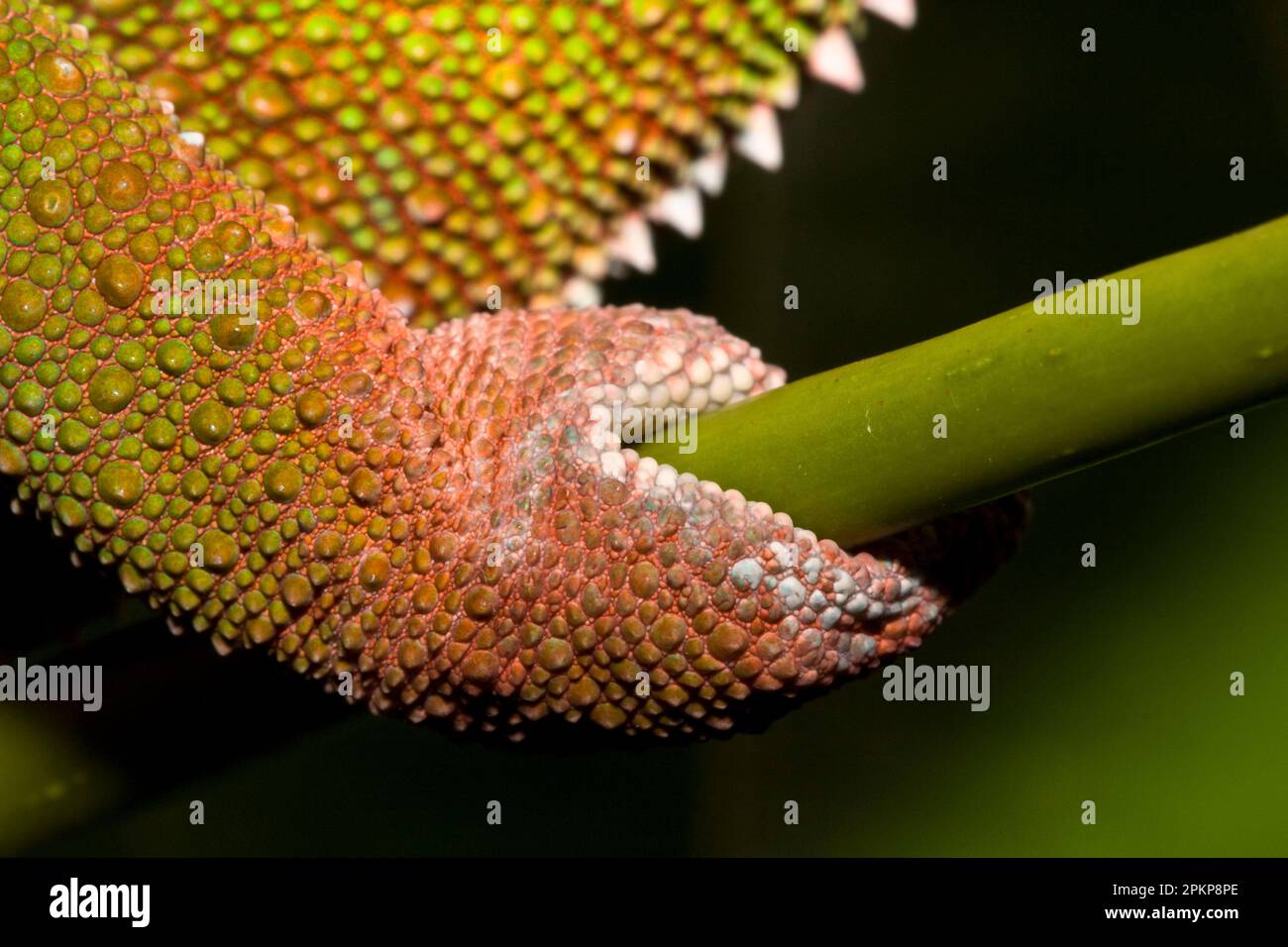 chameleon claws