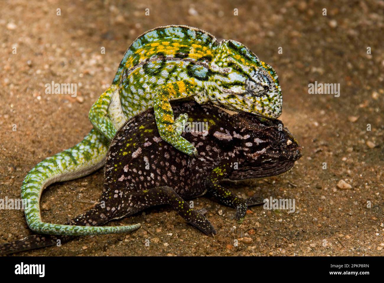 Stunning Reptile Courtship Displays For Attraction image