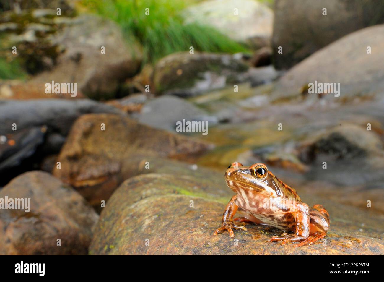 Iberian frog (Rana iberica), Spanish frogs, Amphibians, Other animals, Frogs, Animals, Iberian frog juvenile, sitting on rock in habitat, Spain, Europ Stock Photo