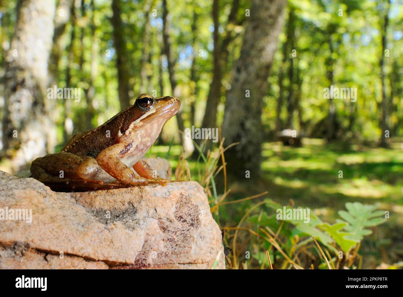 Iberian frog (Rana iberica), Spanish frogs, Amphibians, Other animals, Frogs, Animals, Iberian Frog adult, sitting on rock in woodland habitat, Spain, Stock Photo