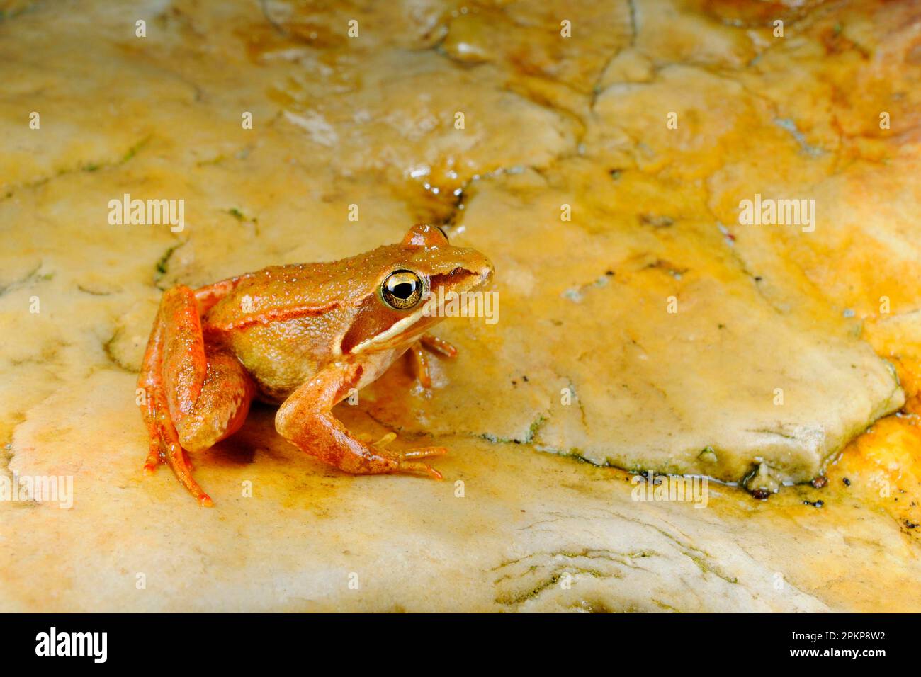 Iberian frog (Rana iberica), Spanish frogs, Amphibians, Other animals, Frogs, Animals, Iberian Frog adult, sitting on rock, Spain, Europe Stock Photo
