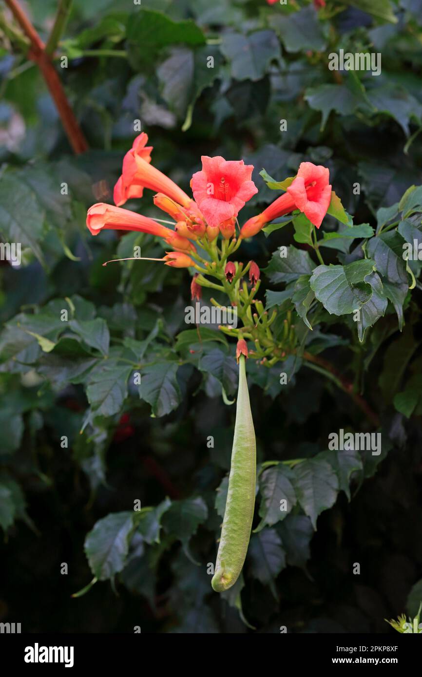 Trumpet vine (Campsis radicans), flower and seed head, Ellerstadt, Germany, Europe Stock Photo