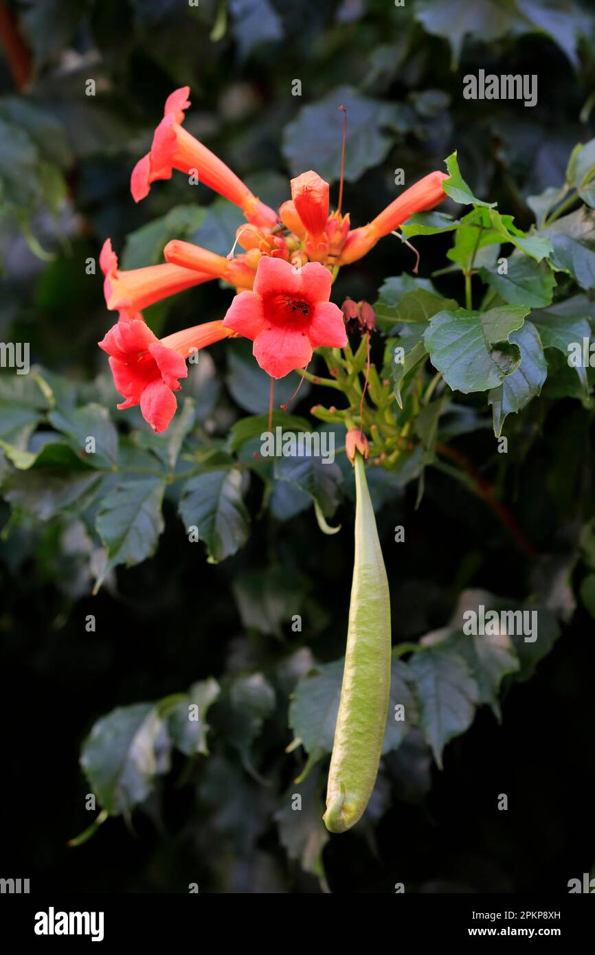 Trumpet vine (Campsis radicans), flower and seed head, Ellerstadt, Germany, Europe Stock Photo