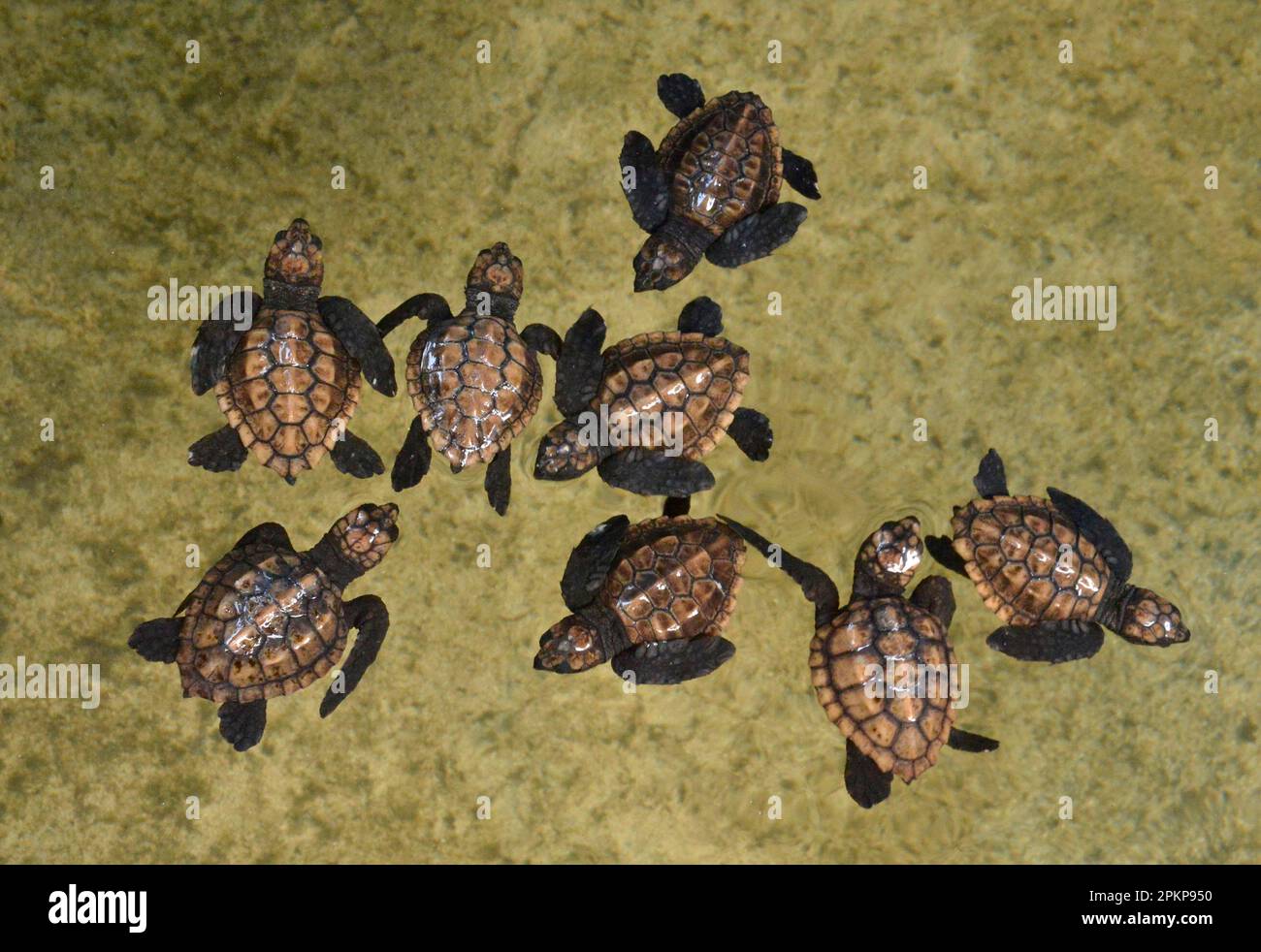 Young turtles, turtle farm, Koggala, Sri Lanka, Asia Stock Photo Alamy