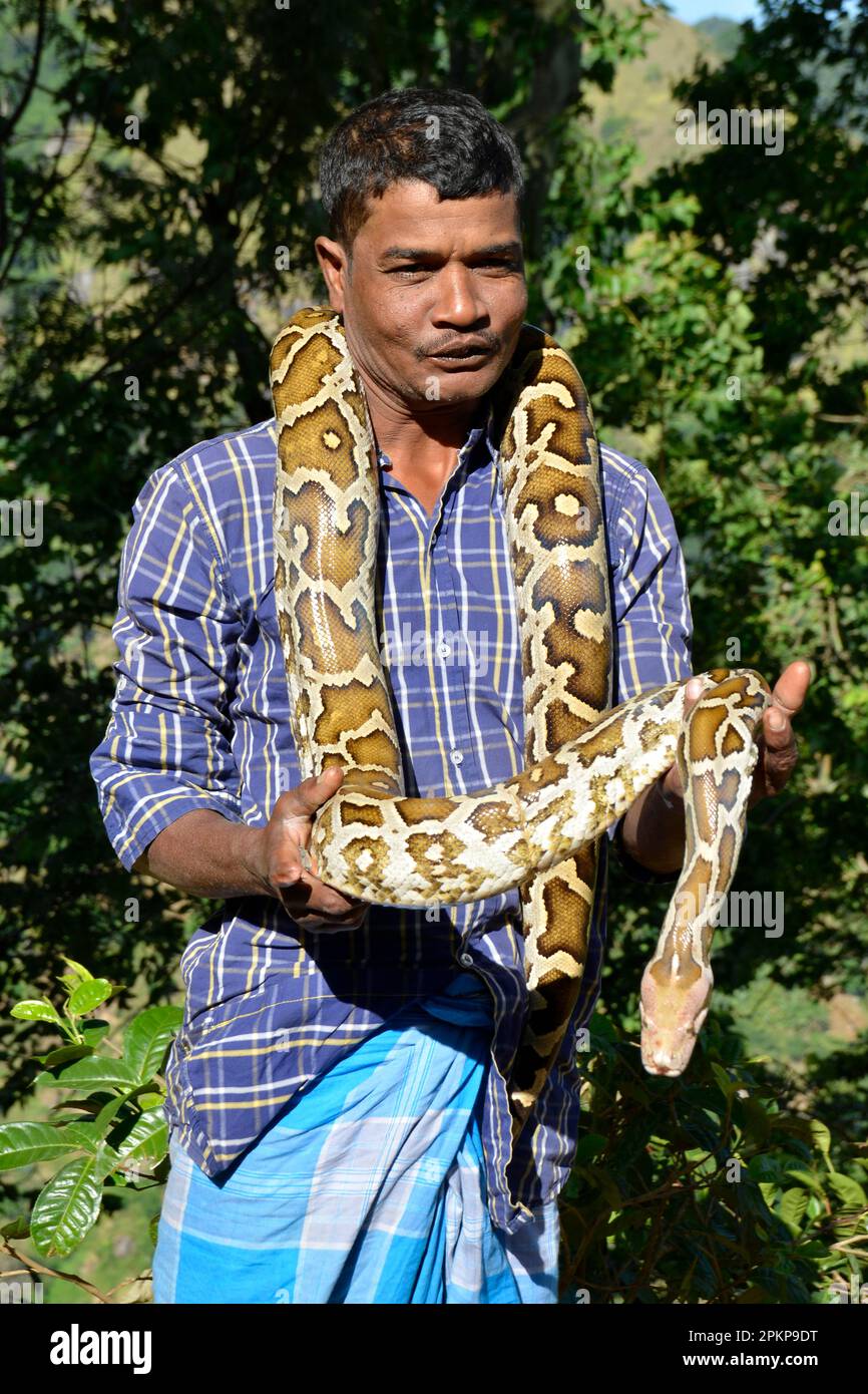 Indian python hi-res stock photography and images - Alamy