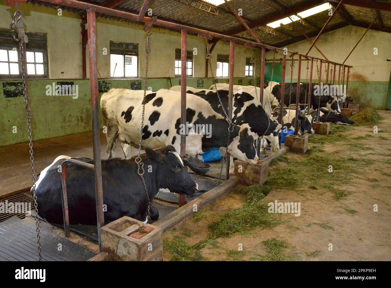 Cows, stable, dairy farm, Ambewela, Sri Lanka, Asia Stock Photo Alamy