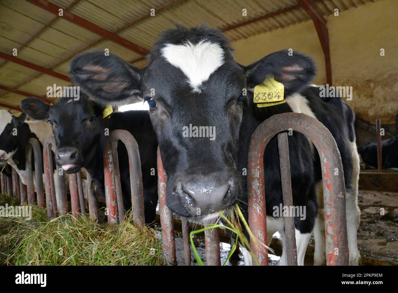 Cows, stable, dairy farm, Ambewela, Sri Lanka, Asia Stock Photo Alamy