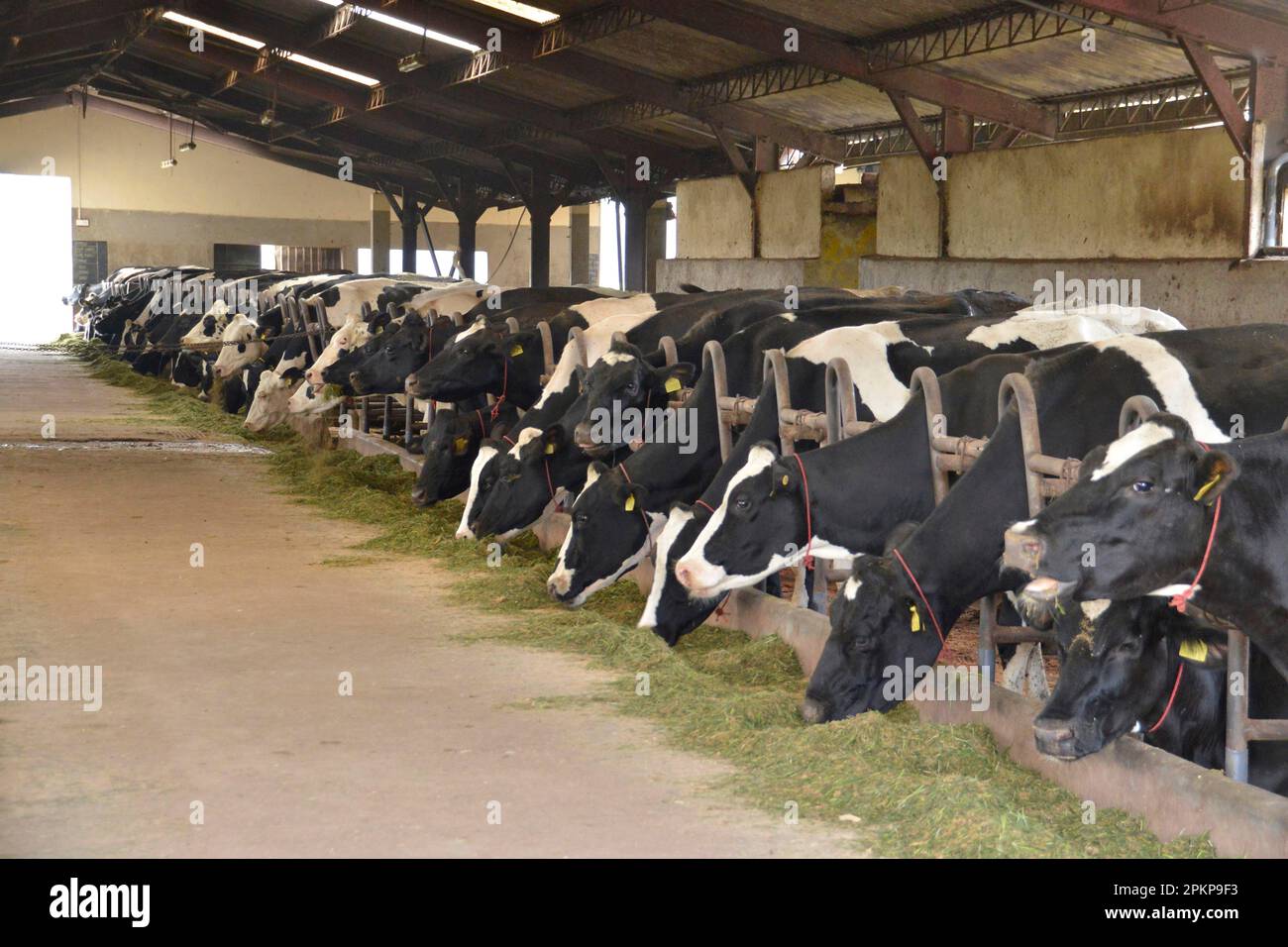 Cows, stable, dairy farm, Ambewela, Sri Lanka, Asia Stock Photo Alamy