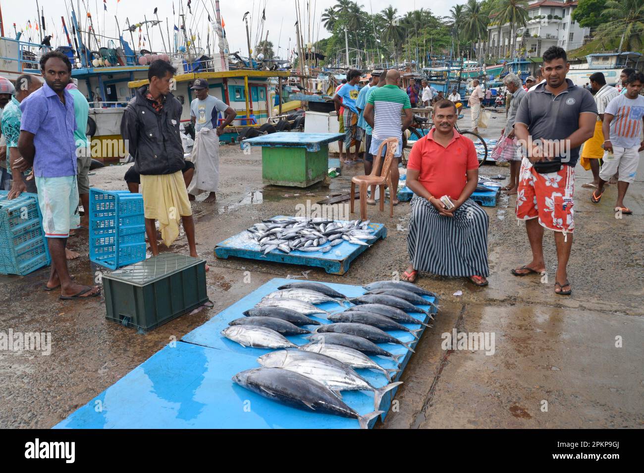 Fish market, harbour, Tangalle, Sri Lanka, Asia Stock Photo Alamy