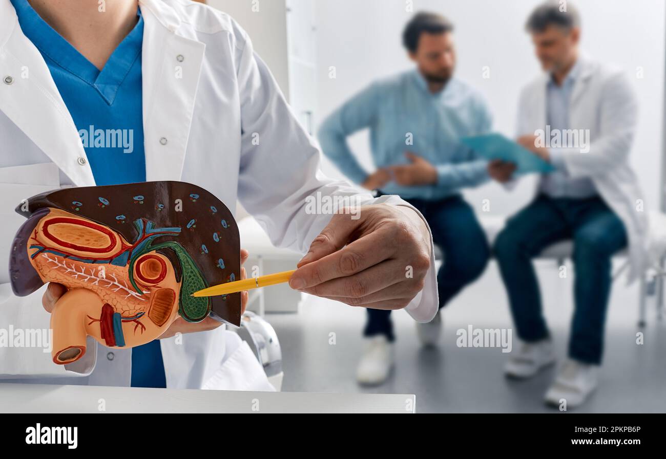 Gastroenterologist doctor showing gallbladder on anatomical model of liver with gallbladder for male patient with side pain in medical office. Treatme Stock Photo