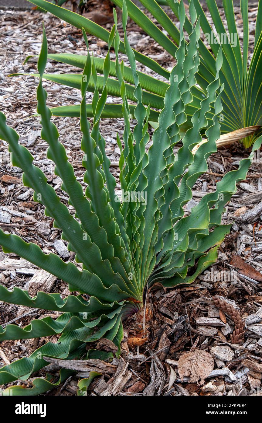 Sydney Australia, Boophone disticha or tumbleweed a bulb with fan shaped leaves Stock Photo
