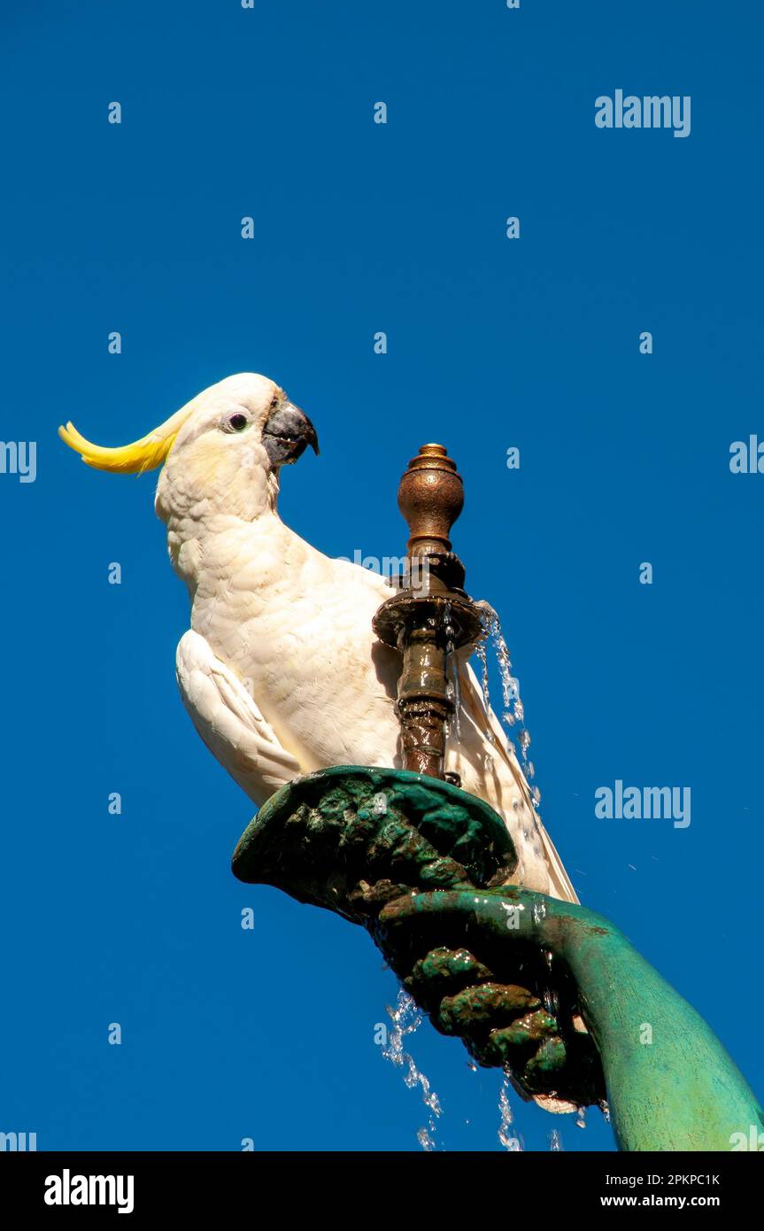 Sydney Australia, sulphur crested cockatoo on water fountain Stock