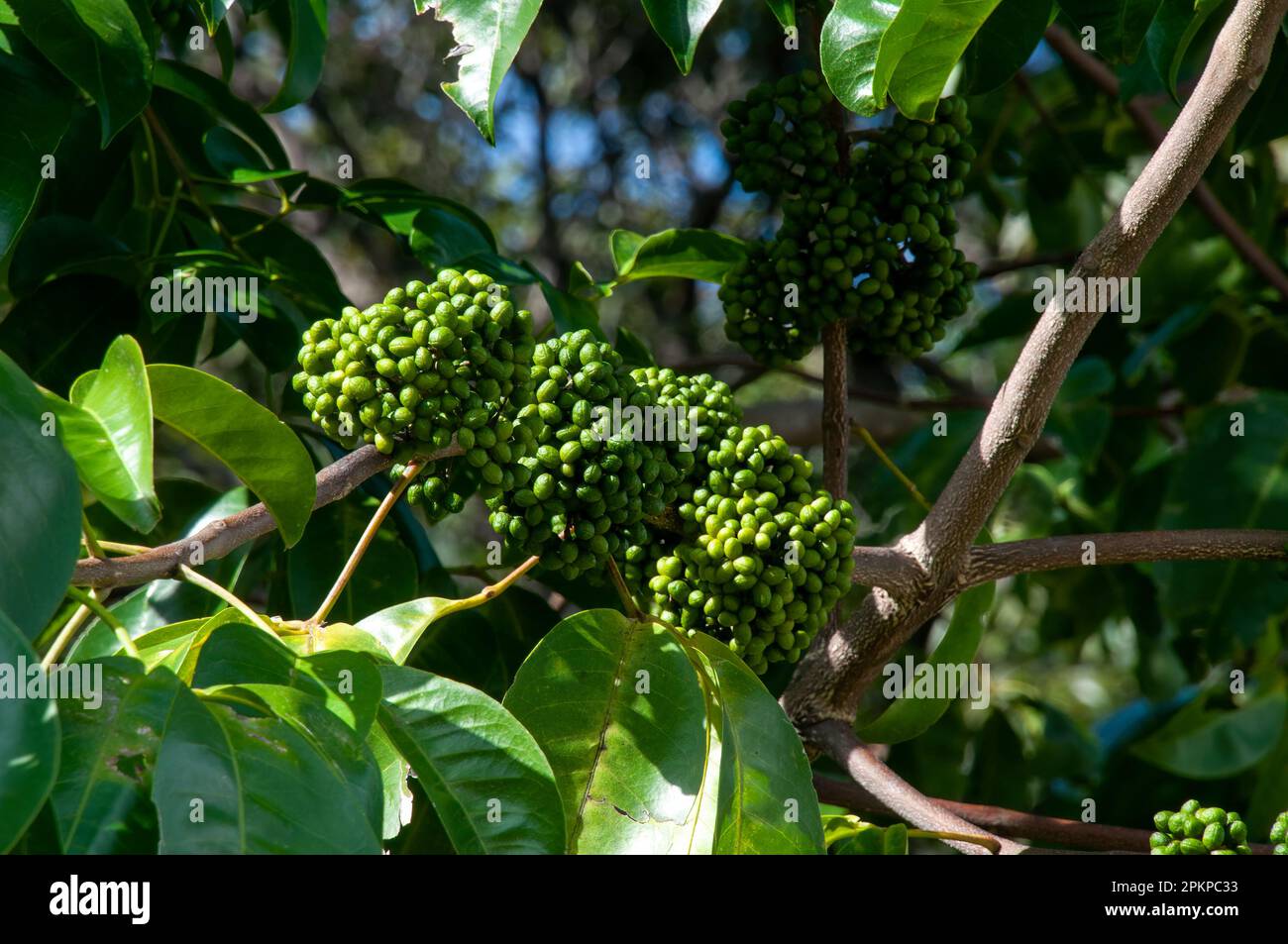 Sydney Australia, seed pods of a melicope elleryana or pink euodia tree native to northern Australia, New Guinea, Indonesia and the Solomon islands Stock Photo