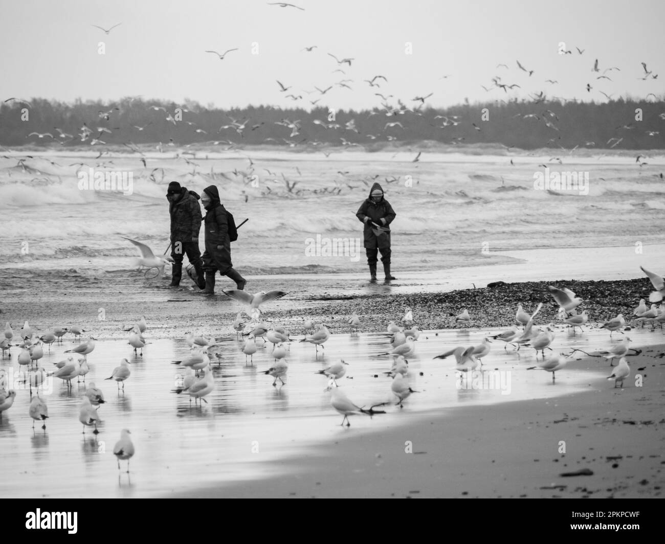 Gdańsk, Poland - Feb, 2022: Amber seekers during windy weather at the Baltic Sea coast. Gdansk. Eastern Europe. Stock Photo