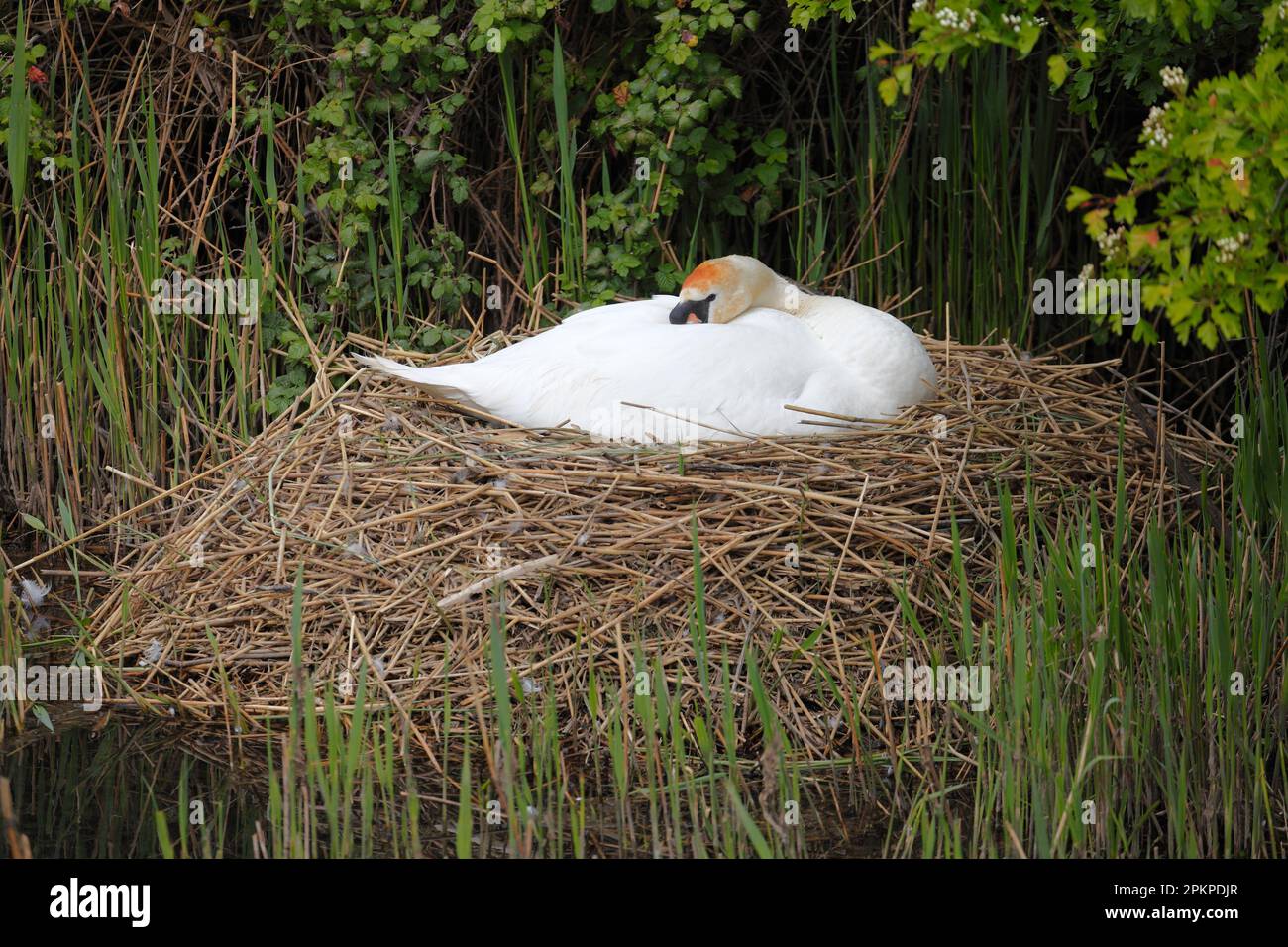Mute Swan Cygnus Olor sitting on it's nest on the riverbank. Stock Photo