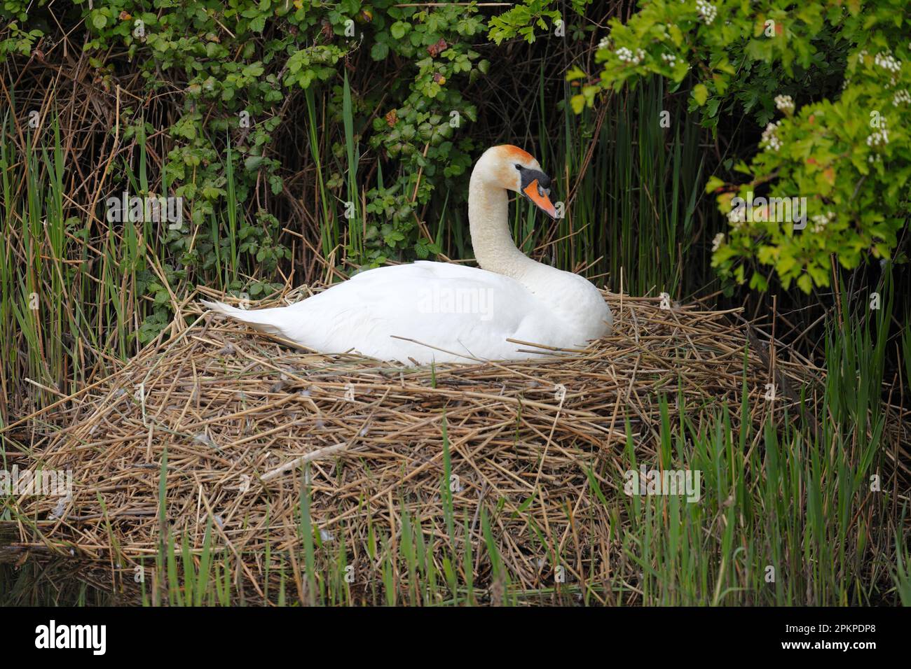 Mute Swan Cygnus Olor sitting on it's nest on the riverbank. Stock Photo