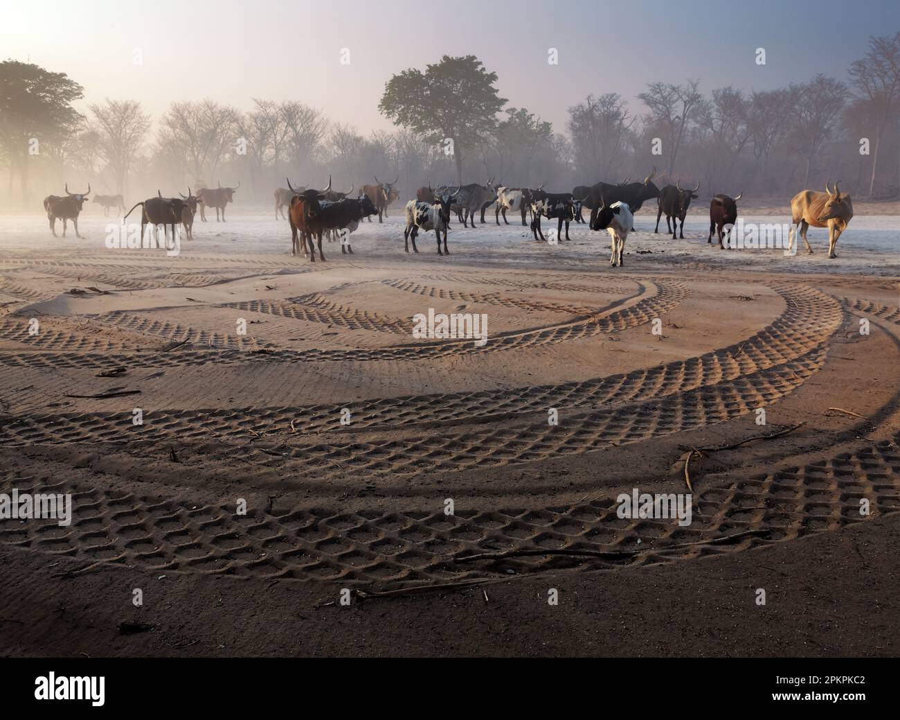 African Nguni cattle stand on a gravel road in northern Namibia. Road construction vehicles leave heavy tyre mark in the evening light. Stock Photo