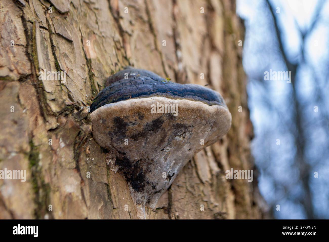 A tree trunk with a mushroom on it. A mushroom sits on a log in the woods. High quality photo Stock Photo